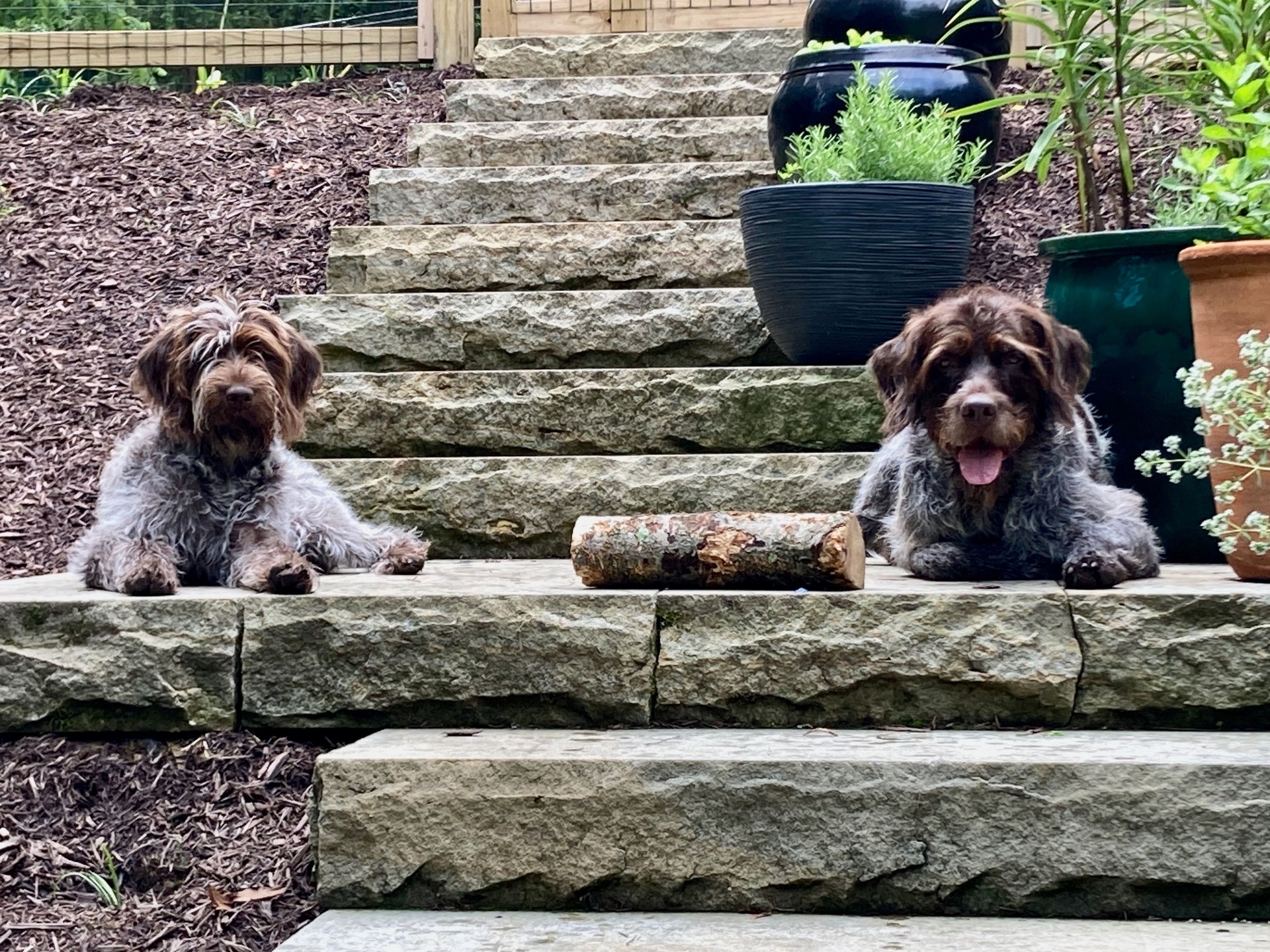 Griffin and RuthieRose resting together on the garden stone steps