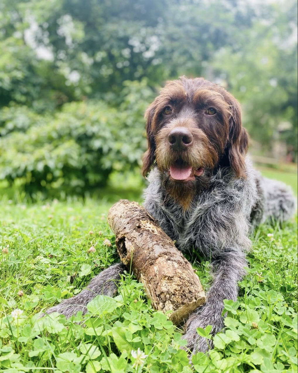Griffin, a Wirehaired Pointing Griffon, by a lake
